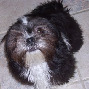 Meet your Posher, Kobias